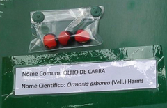 Ormosia arborea