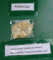 Posoqueria latifolia