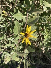 Encelia californica