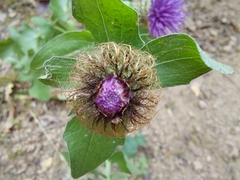 Centaurea pectinata