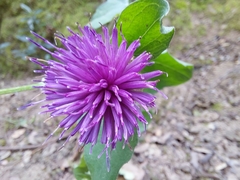 Centaurea pectinata