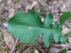 Centaurea pectinata