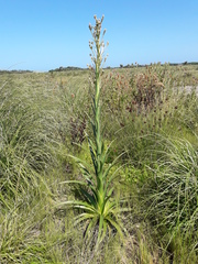 Eryngium eburneum