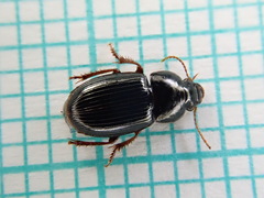 Harpalus pumilus