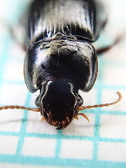 Harpalus pumilus