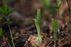 Cypripedium calceolus