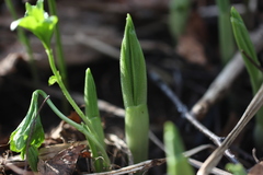 Cypripedium calceolus