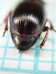 Harpalus pumilus