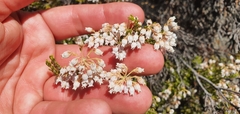 Erica verecunda