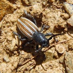 Dorcadion fuliginator