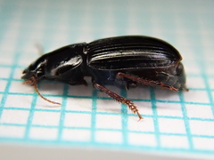 Harpalus pumilus