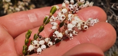 Erica verecunda