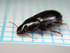 Harpalus pumilus