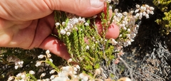 Erica verecunda