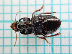 Harpalus pumilus