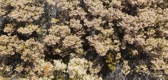 Erica verecunda