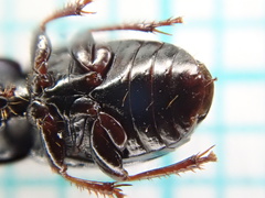 Harpalus pumilus
