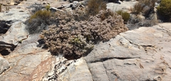 Erica verecunda