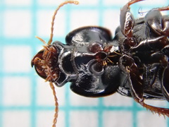 Harpalus pumilus