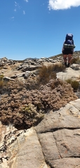 Erica verecunda