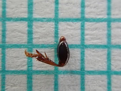 Harpalus pumilus