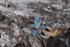 Echeveria chapalensis
