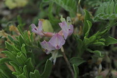 Astragalus parryi