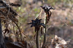 Echeveria chapalensis