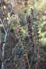 Echeveria chapalensis