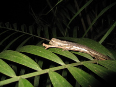 Uranoscodon superciliosus