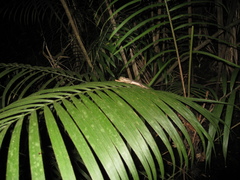 Uranoscodon superciliosus