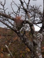 Tillandsia ionantha image