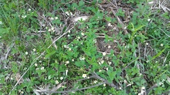Fragaria × ananassa
