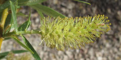 Salix lasiandra caudata