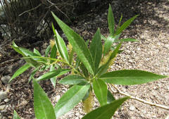 Salix lasiandra caudata