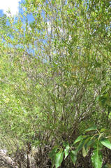 Salix lasiandra caudata