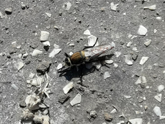 Eccritosia rubriventris