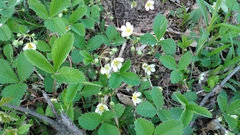 Fragaria × ananassa