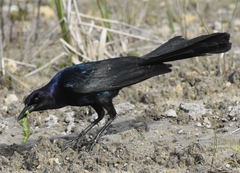 Quiscalus major