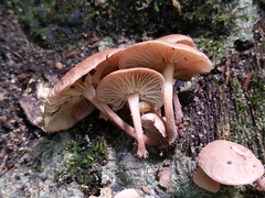 Collybiopsis dichroa