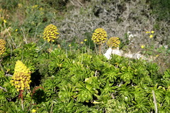 Aeonium arboreum