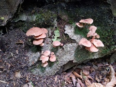 Collybiopsis dichroa