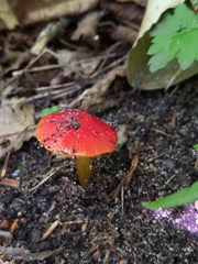 Hygrocybe acutoconica microspora