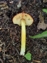Hygrocybe acutoconica microspora