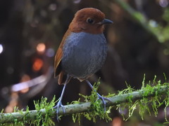 Grallaria rufocinerea