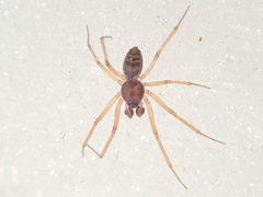 Micronetinae