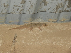 Hemidactylus flaviviridis