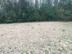 Turdus migratorius