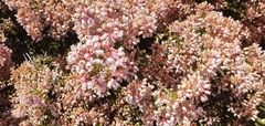 Erica verecunda