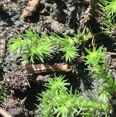 Selaginella sellowii